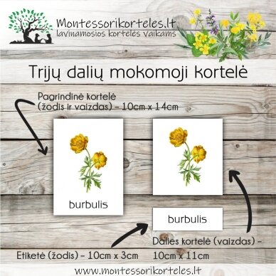 Montessori lavinamosios trijų dalių kortelės miško gėlės (PDF) 1