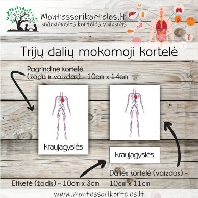 Montessori lavinamosios trijų dalių kortelės žmogaus organai (PDF) 1